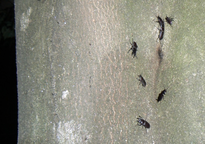 シラカシ_新たな樹液に集うコクワガタ4♂2♀_2021年5月15日19時50分頃 気温21度